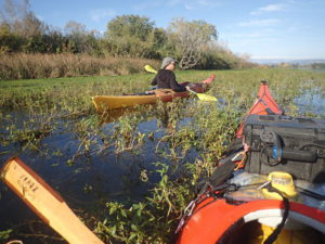Ruta en kayak pel riu Ebre a l’Illa dels Bous entre Tortosa i Amposta envoltada de vegetació