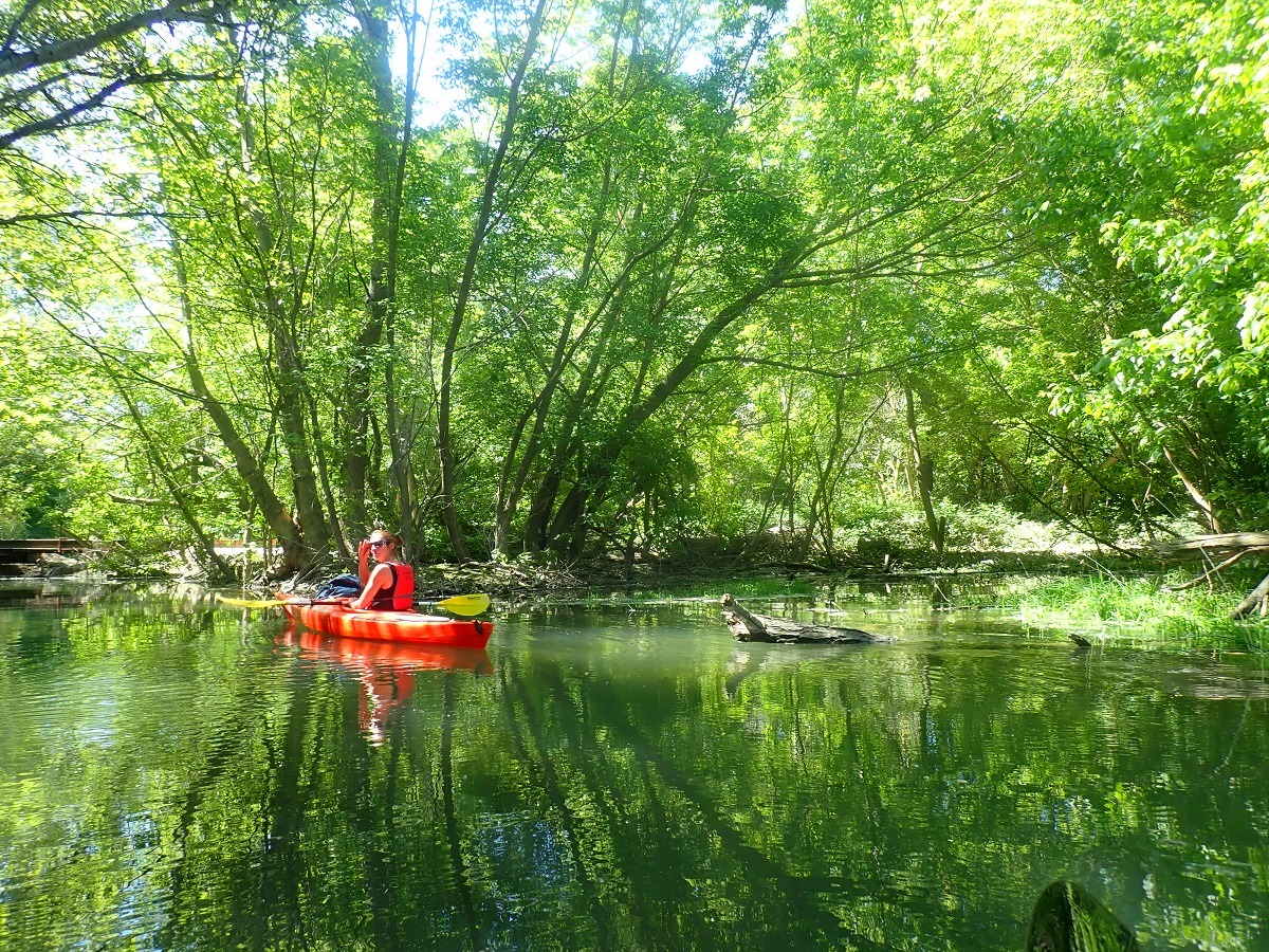 vegetacio verge al Ebre en kayak