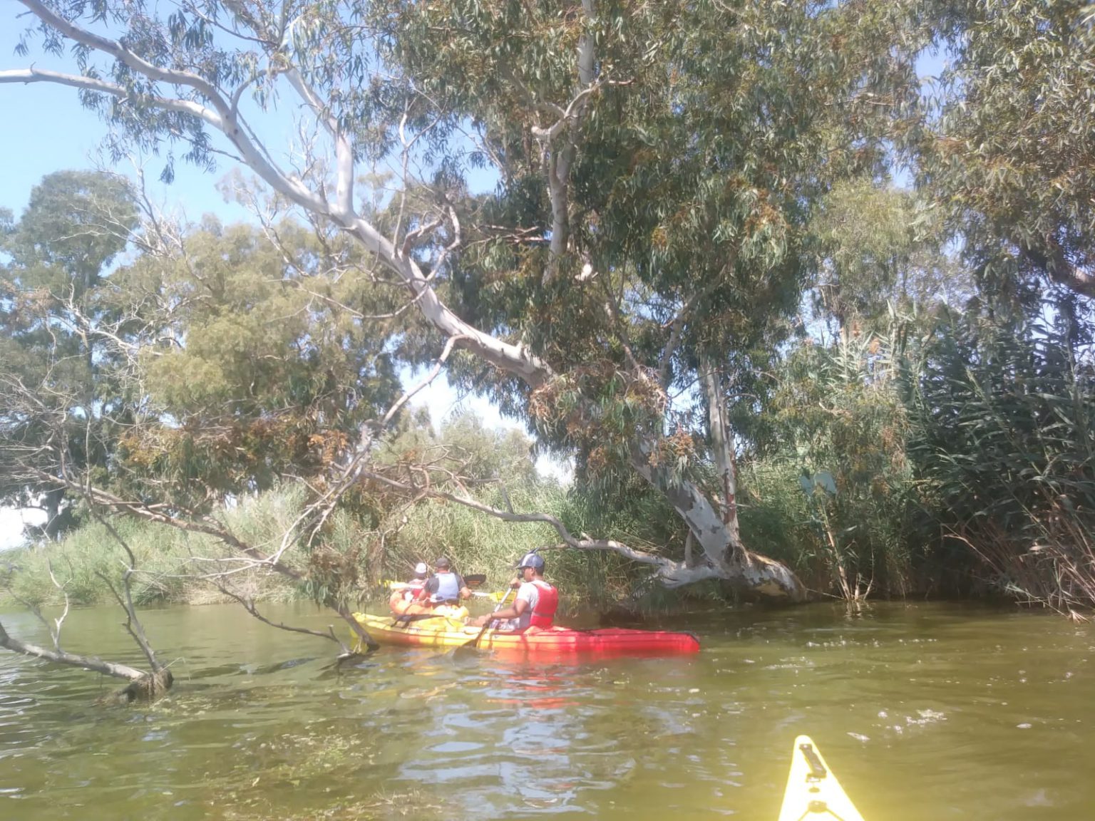 Un grupo de personas en kayaks navegando por un canal rodeado de vegetación.