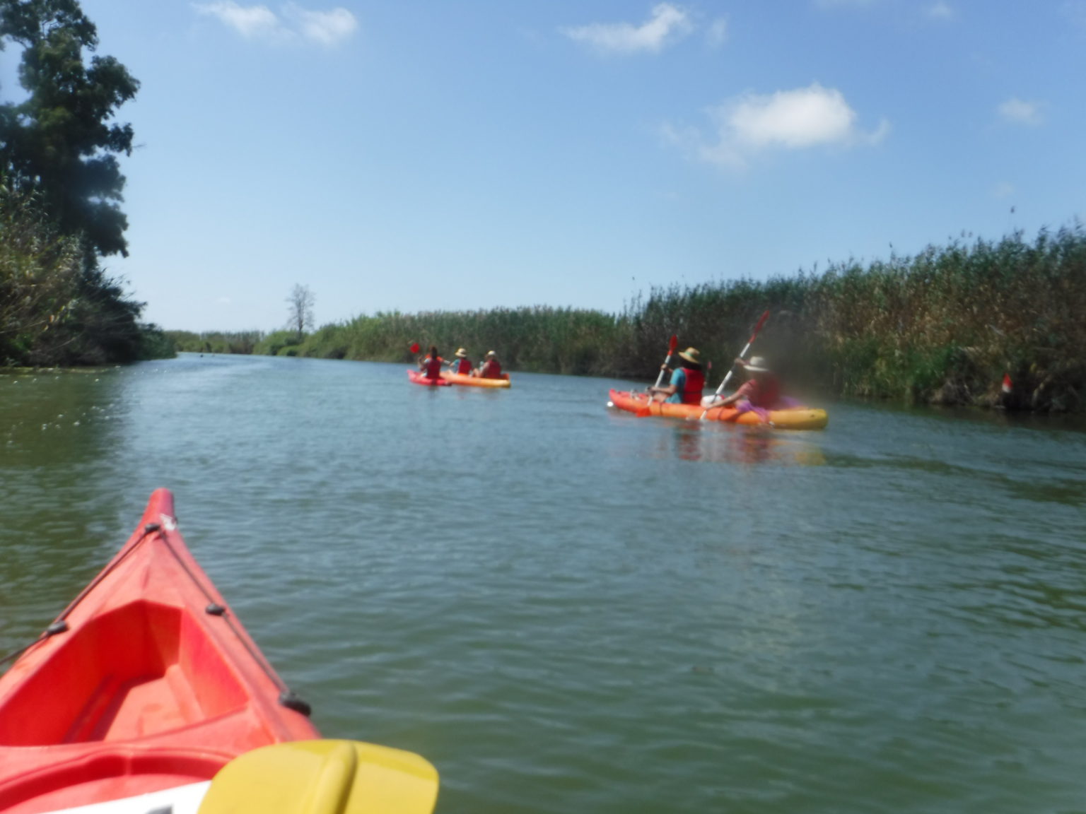 Un grupo de personas rema en kayaks de colores vivos a través de un estrecho canal fluvial, flanqueado por densos cañaverales bajo un cielo azul claro con algunas nubes.