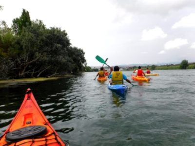 Un grupo de kayakistas remando en fila por un cuerpo de agua, con densa vegetación en una de las orillas y un puente a la distancia.