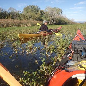 Ruta en kayak pel riu Ebre a l’Illa dels Bous entre Tortosa i Amposta envoltada de vegetació