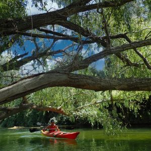 Un grupo de kayakistas se aventura en un estrecho pasaje acuático rodeado de exuberante flora.