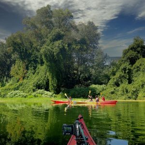 Remando a través de un tranquilo río rodeado de naturaleza exuberante.