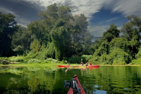 Remando a través de un tranquilo río rodeado de naturaleza exuberante.